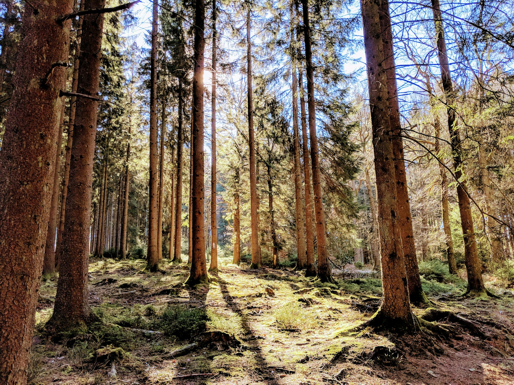 Foret dans les Ardennes belges a Aywaille